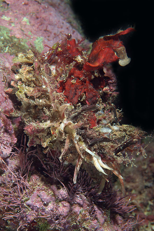 Spondylus gaederopus